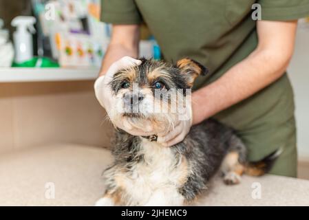 Tierarzt, der einen alten Hund am Untersuchungstisch untersucht.Tierarzt, der die Gesundheit eines kranken Haustieres in der Tierarztklinik überprüft. Stockfoto