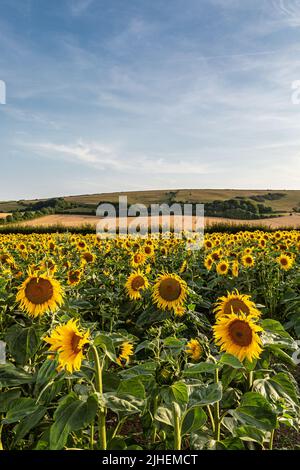 Ein Sonnenblumenfeld in Sussex an einem sonnigen Sommertag Stockfoto