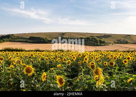 Ein Sonnenblumenfeld, das in den South Downs bei Lewes wächst Stockfoto