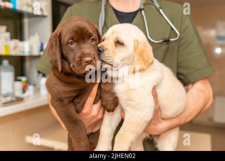 Liebenswert labrador Welpe Hund sitzt conforanably in den Armen der Veterinärmedizin professionelle doc.Closeup. Stockfoto