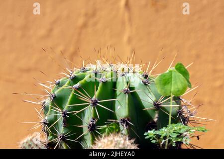 Foto eines schönen Kaktus aus Kaktus mit Kaktus aus Kaktus Stockfoto