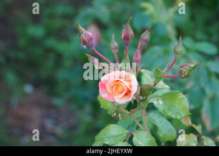 Eine kleine grüne Heuschrecke sitzt auf einer schönen Blume der Rose mit Knospen. Atemberaubende Nahaufnahme der Natur im Sommer. Ein flaches Tiefenfeld pho Stockfoto