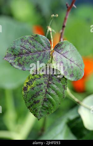 Diplocarpon Rosae. Rose Black Spot Krankheit. Stockfoto