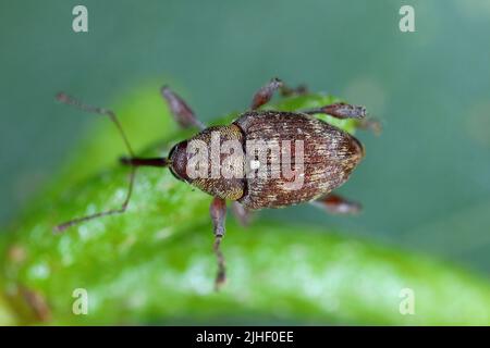 Curculio rubidus, Weevil aus der Familie Curculionide. Stockfoto