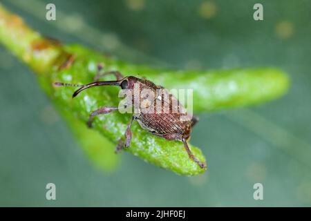 Curculio rubidus, Weevil aus der Familie Curculionide. Stockfoto