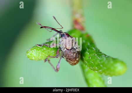 Curculio rubidus, Weevil aus der Familie Curculionide. Stockfoto