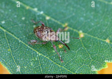 Curculio rubidus, Weevil aus der Familie Curculionide. Stockfoto