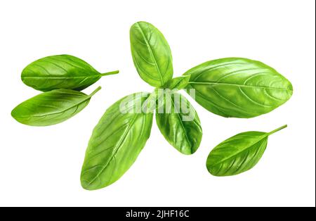 Frische grüne Basilikumblätter Sammlung isoliert auf weißem Hintergrund Stockfoto