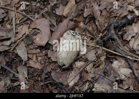 Ansicht eines alten Cicada (Rahaiya) Kokons oder Muscheles auf dem Waldboden mit trockenen Blättern und abgestorbenen Baummaterialien Stockfoto