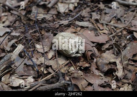 Seitenansicht eines alten Cicada (Rahaiya) Kokons oder Muscheles auf dem Waldboden mit trockenen Blättern und abgestorbenen Baummaterialien Stockfoto