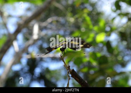 Eine bunte Flutterer (Rhyothemis variegata) Libelle sitzt auf einer trockenen Stammspitze und breitet ihre Flügel schräg nach links aus Stockfoto