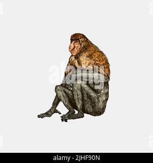 Proboscis-Affe oder langnasige Tiere im Vintage-Stil. Handgezeichnete, gravierte Skizze im Holzschnitt-Stil. Stock Vektor