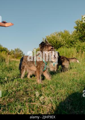 Kleines Mädchen umarmt spielen mit Hund im Freien. Familienspaziergängen Spaß haben Zeit zusammen in der Natur zu verbringen. Kind mit Haustier Freund auf Sommerwiese. Acti Stockfoto