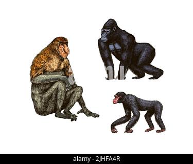 Bonobo oder Schimpansen, Western Gorilla, Orang-Utan im Vintage-Stil. Kolumbianischer Kapuziner-Proboscis-Affe. Spinnenaffen oder Südliche Muriqui . Hand Stock Vektor