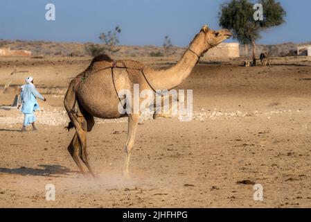 Die Cholistan-Wüste, auch lokal als Rohi bekannt, ist eine Wüste im südlichen Teil von Punjab, Pakistan, die Teil der Greater Thar Desert ist Stockfoto
