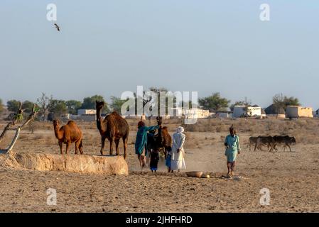 Die Cholistan-Wüste, auch lokal als Rohi bekannt, ist eine Wüste im südlichen Teil von Punjab, Pakistan, die Teil der Greater Thar Desert ist Stockfoto