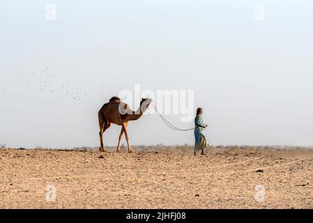 Die Cholistan-Wüste, auch lokal als Rohi bekannt, ist eine Wüste im südlichen Teil von Punjab, Pakistan, die Teil der Greater Thar Desert ist Stockfoto