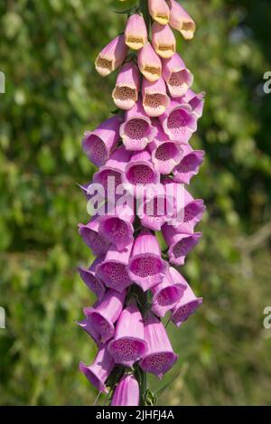 Kräftige röhrenförmige Blüten auf einem wilden Fuchshandschuh (Digitaria purpurea) auf einem hohen Stachel mit etwas gelber Farbe, möglicherweise aufgrund einer versehentlichen Hybridisierung, Berkshi Stockfoto