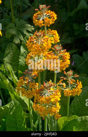 Bulley-Primeln oder Kerzenleuchter primula (Primula Bulleyana), orange und gelbe Blütenkrümel, hinten beleuchtet von der Nachmittagssonne, in der englischen Stadt, in der englischen Stadt, in der englischen Sprache Stockfoto