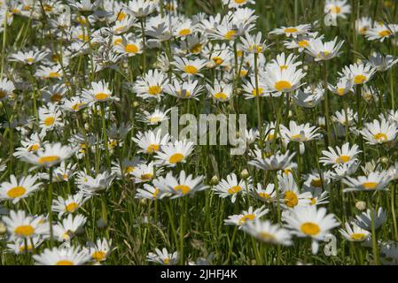 Ochsenaugen- oder Ochsenaugen-Gänseblümchen (Leucanthemum vulgare) blühen an einem Frühsommertag, im Juni, in voller Blüte. Stockfoto