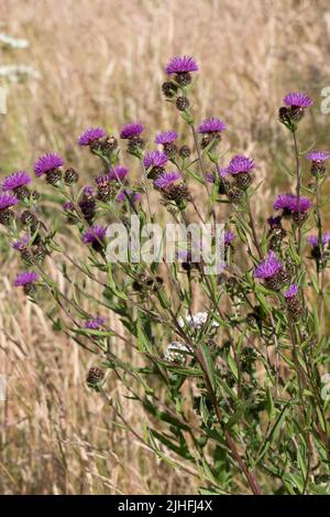 Hardhead oder ccommon knaped (Centaurea nigra) lila blühende Pflanze in trockenen alkalischen Grasland, attraktiv für Bestäuber, berkshire, Juli Stockfoto