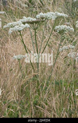 Blühender weißer Umbellifer, gewöhnlicher Kraut (Heracleum sphondylium) im trockenen Sommerrasen, in der Region von Bekshire, Juli Stockfoto