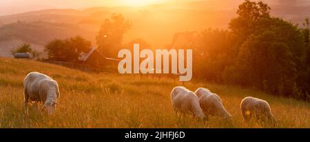 Eine Herde Schafe, die bei Sonnenuntergang auf einer Bergwiese grasen Stockfoto