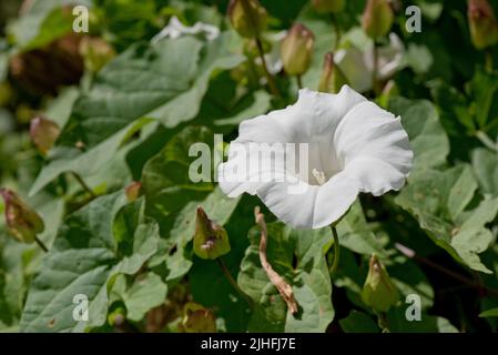 Große oder Heckenbindekraut (Calystegia sepium) weiß trompetenförmig, Blume zwischen Blättern eines kletternden Unkrauts, Berkshire, Juli Stockfoto