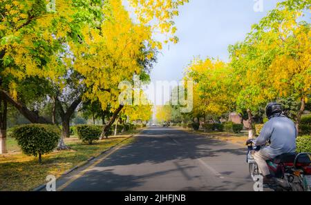 Cassia-Fistel, allgemein bekannt als goldener Brause, reinigender Cassia, indischer Laburnum oder Pudding-Pipe-Baum, ist eine blühende Pflanze in der Familie der Fabaceae Stockfoto