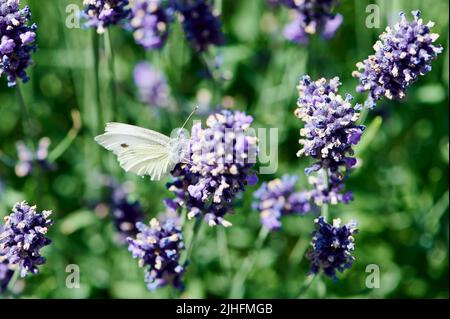 Weißer Schmetterling sammelt Pollen auf einer Lavendelblüte Stockfoto