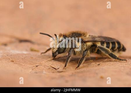 Detaillierte Nahaufnahme einer weiblichen silbernen Biene, Megachile Leachella auf einem getrockneten Blatt Stockfoto