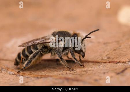 Detaillierte Nahaufnahme einer weiblichen silbernen Biene, Megachile Leachella auf einem getrockneten Blatt Stockfoto