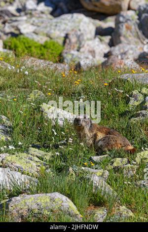 Ein Murmeltier (Marmotta Marmotta) zwischen Felsen und Gras. Stockfoto