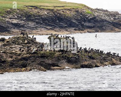 Eine Herde von europäischem Shag; Phalacrocorax aristotelis in Noss Sound, zwischen Noss und Bressay, Shetland, Schottland, Großbritannien. Stockfoto