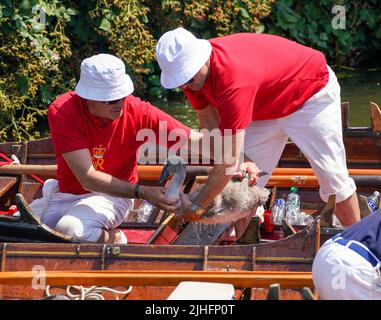 Swan-Ups checken über ein Cygnet in der Nähe von Staines-upon-Thames in Surrey, während der alten Tradition des Swan Upings, der jährlichen Zählung der Schwanenpopulation an der Themse. Bilddatum: Montag, 18. Juli 2022. Stockfoto