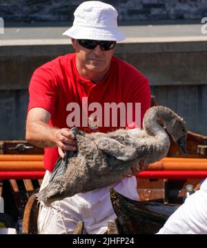 Swan-Ups checken über ein Cygnet in der Nähe von Staines-upon-Thames in Surrey, während der alten Tradition des Swan Upings, der jährlichen Zählung der Schwanenpopulation an der Themse. Bilddatum: Montag, 18. Juli 2022. Stockfoto