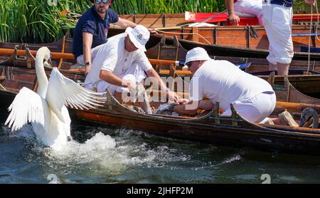 Swan-Uppers checken über ein Cygnet in der Nähe von Chertsey in Surrey, während der alten Tradition des Swan-Uppings, der jährlichen Zählung der Schwanenpopulation an der Themse. Bilddatum: Montag, 18. Juli 2022. Stockfoto