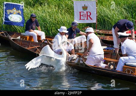 Swan-Uppers checken über ein Cygnet in der Nähe von Chertsey in Surrey, während der alten Tradition des Swan-Uppings, der jährlichen Zählung der Schwanenpopulation an der Themse. Bilddatum: Montag, 18. Juli 2022. Stockfoto