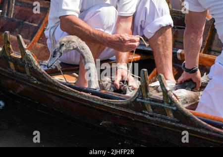 Swan-Uppers checken über ein Cygnet in der Nähe von Chertsey in Surrey, während der alten Tradition des Swan-Uppings, der jährlichen Zählung der Schwanenpopulation an der Themse. Bilddatum: Montag, 18. Juli 2022. Stockfoto