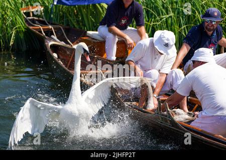 Swan-Uppers checken über ein Cygnet in der Nähe von Chertsey in Surrey, während der alten Tradition des Swan-Uppings, der jährlichen Zählung der Schwanenpopulation an der Themse. Bilddatum: Montag, 18. Juli 2022. Stockfoto