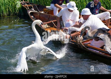 Swan-Uppers checken über ein Cygnet in der Nähe von Chertsey in Surrey, während der alten Tradition des Swan-Uppings, der jährlichen Zählung der Schwanenpopulation an der Themse. Bilddatum: Montag, 18. Juli 2022. Stockfoto