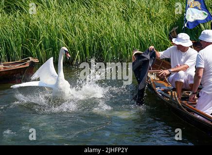 Swan-Uppers checken über ein Cygnet in der Nähe von Chertsey in Surrey, während der alten Tradition des Swan-Uppings, der jährlichen Zählung der Schwanenpopulation an der Themse. Bilddatum: Montag, 18. Juli 2022. Stockfoto