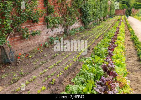 Reihen von Gemüse und Salatblättern wachsen im potager Garten neben den Cordonobstbäumen. Stockfoto
