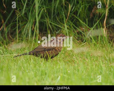 Schwarzvögel sind eine weit verbreitete Art in den Gärten des Vereinigten Königreichs, wo sie ein einheimischer Zuchtvogel sind. Stockfoto