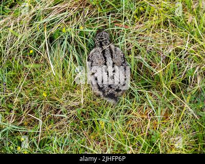 Ein eurasischer Austernfischer; Haematopus ostralegus Küken versteckt sich auf Bressay, Shetland, Schottland, Großbritannien. Stockfoto