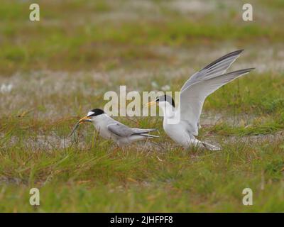 Die Seeschwalben flogen auf den Machire, der sich ruhte oder Speisopfer hergab! Stockfoto