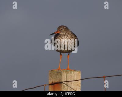 Nachdem die Küken flügge geworden sind, schützen die erwachsenen Vögel sie weiterhin vor Raubtieren, oft mit Pfosten, um einen visuellen Vorteil zu erlangen. Stockfoto