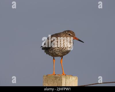 Nachdem die Küken flügge geworden sind, schützen die erwachsenen Vögel sie weiterhin vor Raubtieren, oft mit Pfosten, um einen visuellen Vorteil zu erlangen. Stockfoto