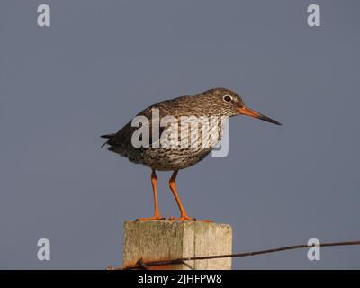 Nachdem die Küken flügge geworden sind, schützen die erwachsenen Vögel sie weiterhin vor Raubtieren, oft mit Pfosten, um einen visuellen Vorteil zu erlangen. Stockfoto