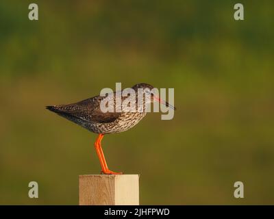 Nachdem die Küken flügge geworden sind, schützen die erwachsenen Vögel sie weiterhin vor Raubtieren, oft mit Pfosten, um einen visuellen Vorteil zu erlangen. Stockfoto